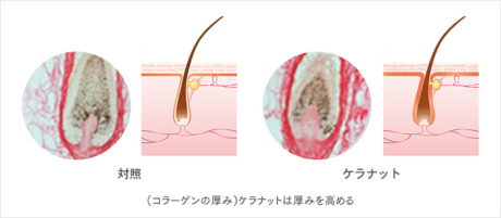 ケラナットの成分